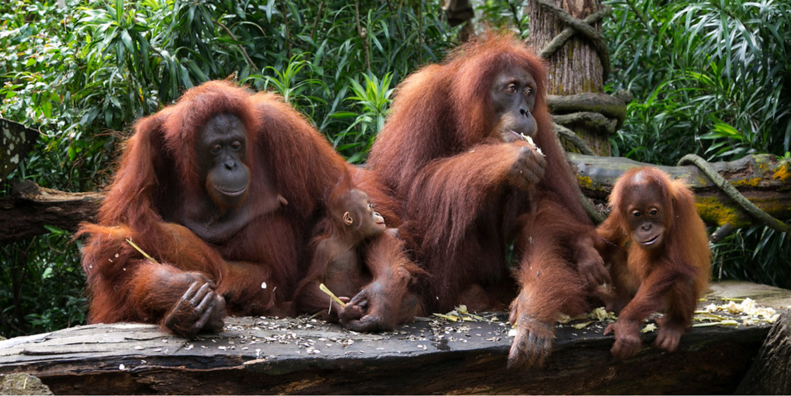 Orangutans