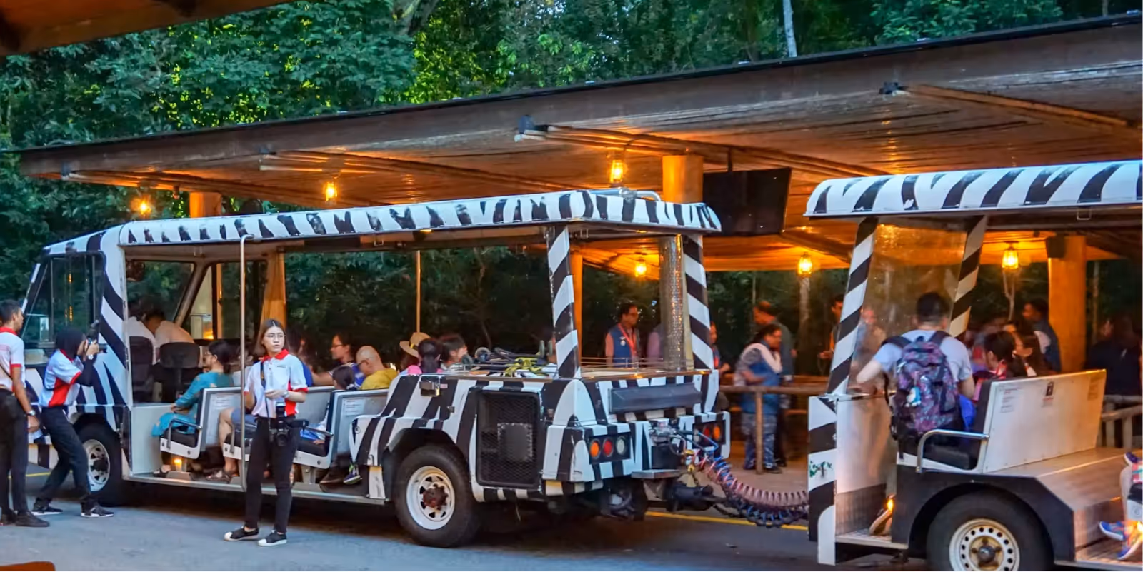 Tram Safari Experience