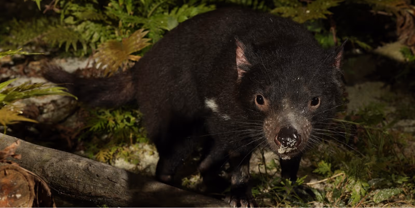 Tasmanian Devil Trail