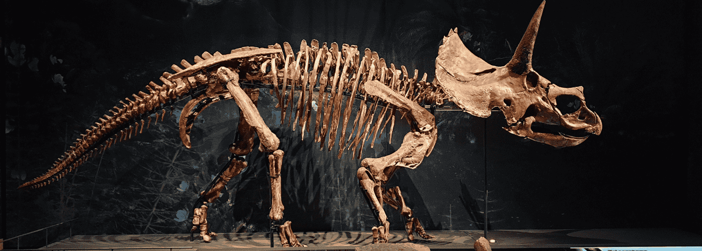 Lee Kong Chian Museum Guide: Discover Real Dinosaur Fossils