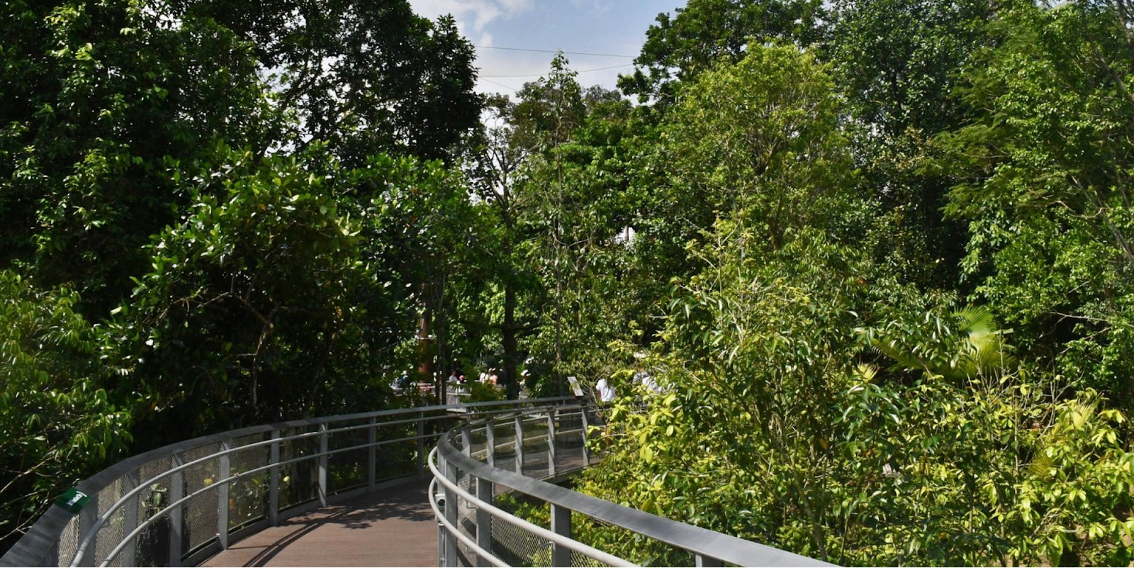 Nyungwe Forest Heart of Africa