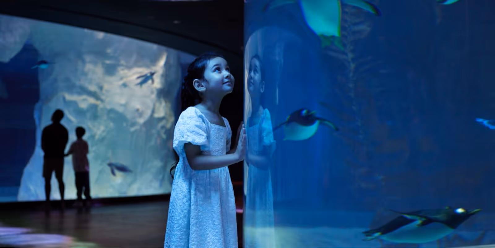 Ocean Network Express Penguin Cove