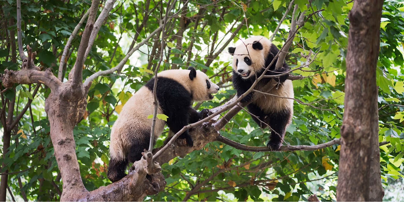 Giant Panda Forest