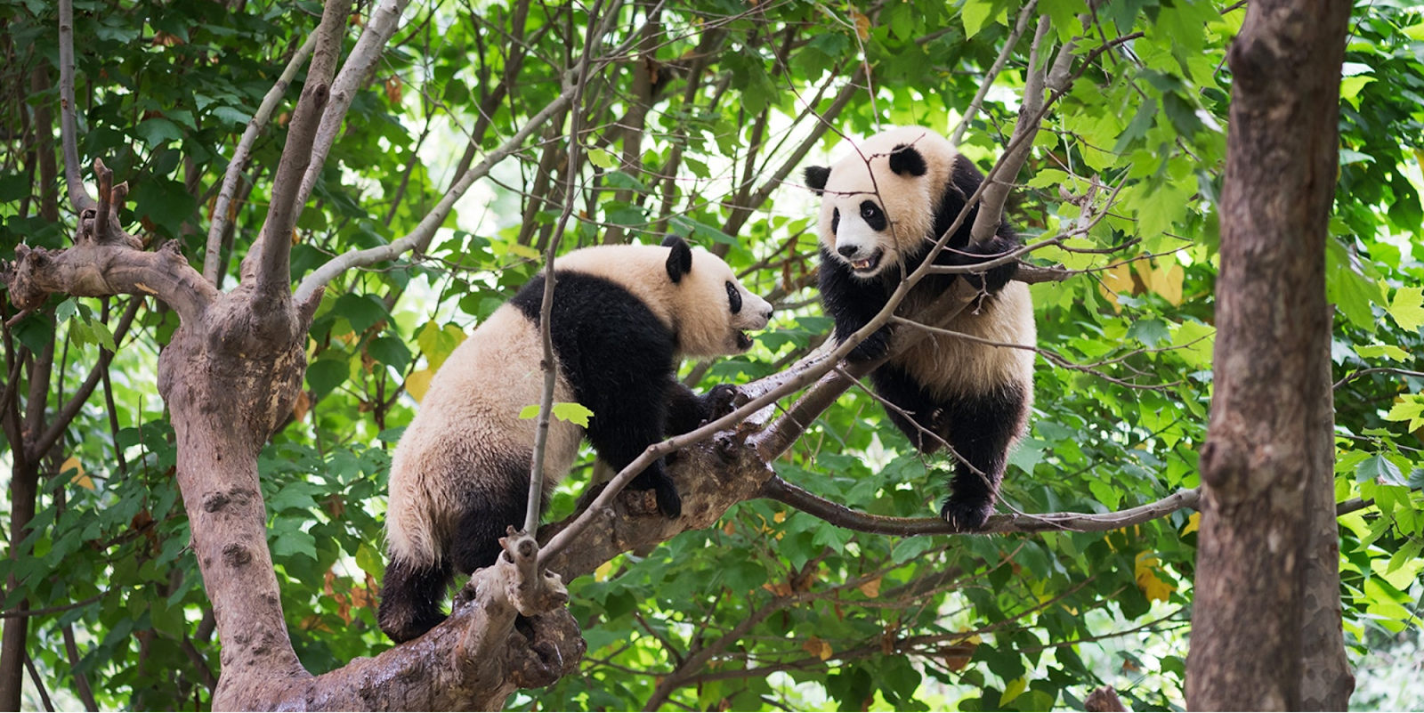 Giant Panda Forest
