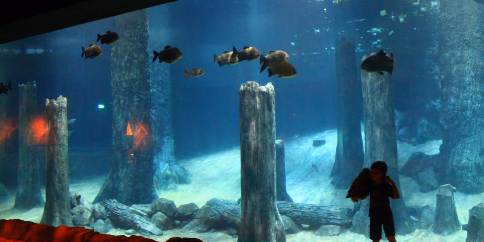 Amazon Flooded Forest exhibit