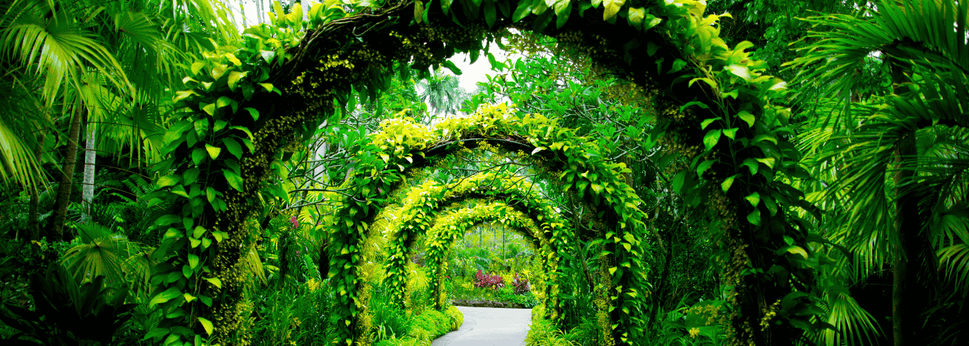 Ultimate Singapore Botanic Gardens Guide: 8 Must-See Attractions