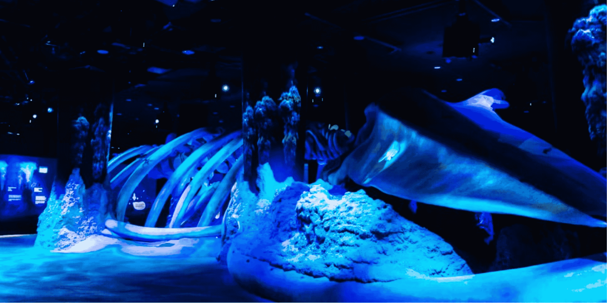 Whale Fall and Sea Mount