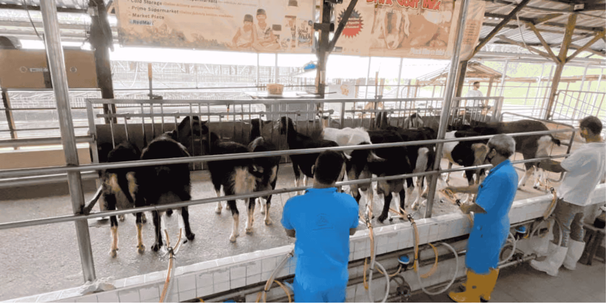 Live Goat Milking Session