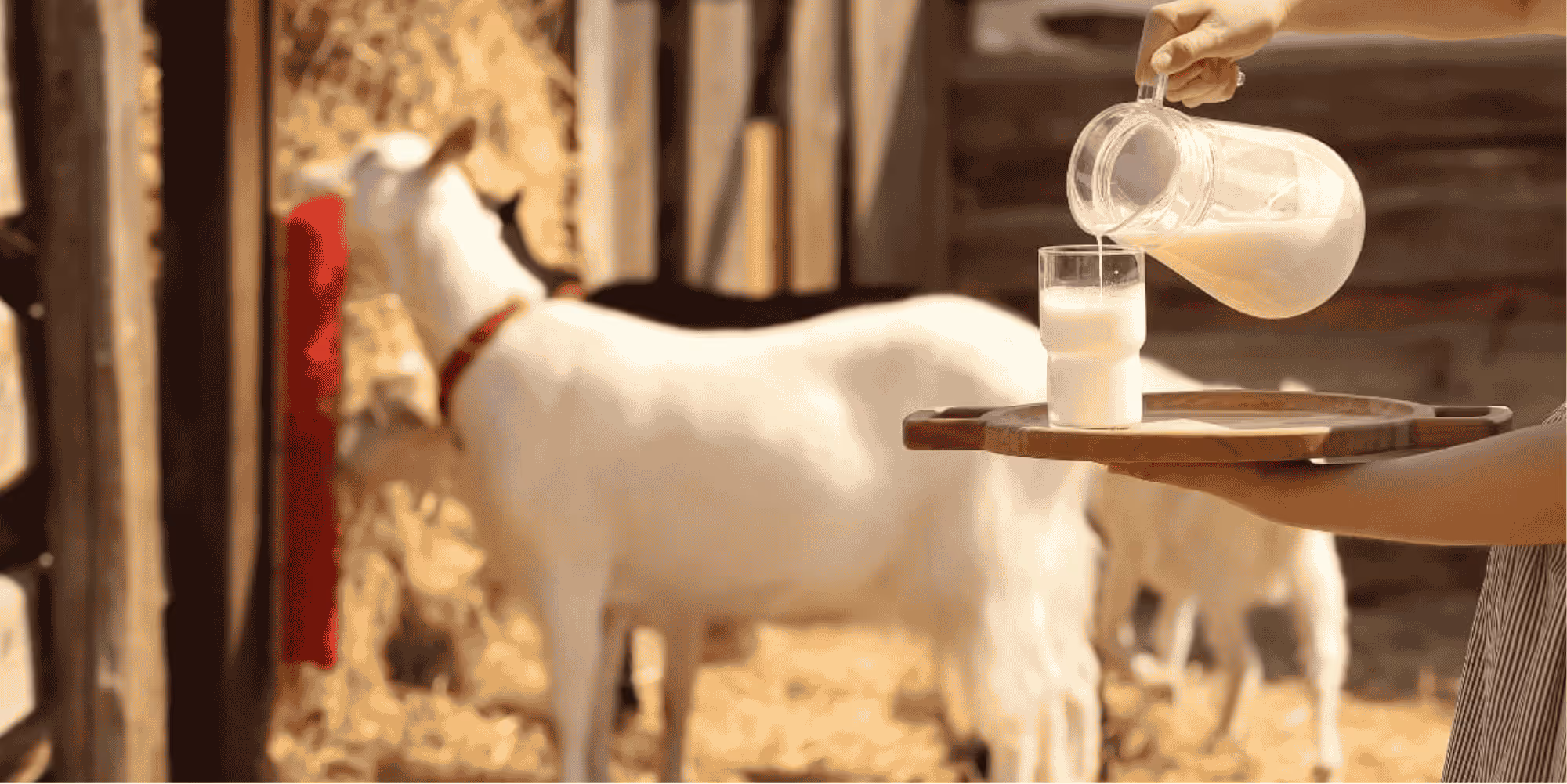 Fresh Goat Milk Tasting