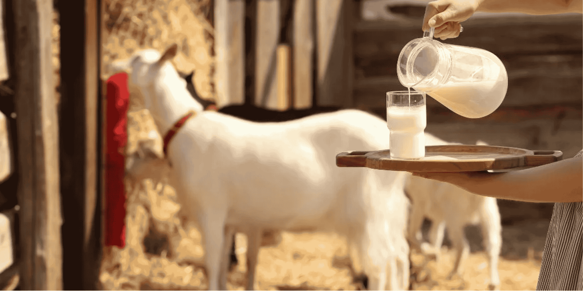 Fresh Goat Milk Tasting