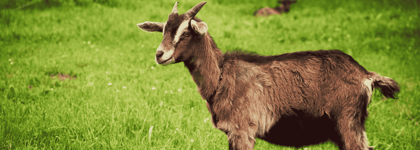 Hay Dairies Goat Farm: Essential Tips for the Perfect Visit
