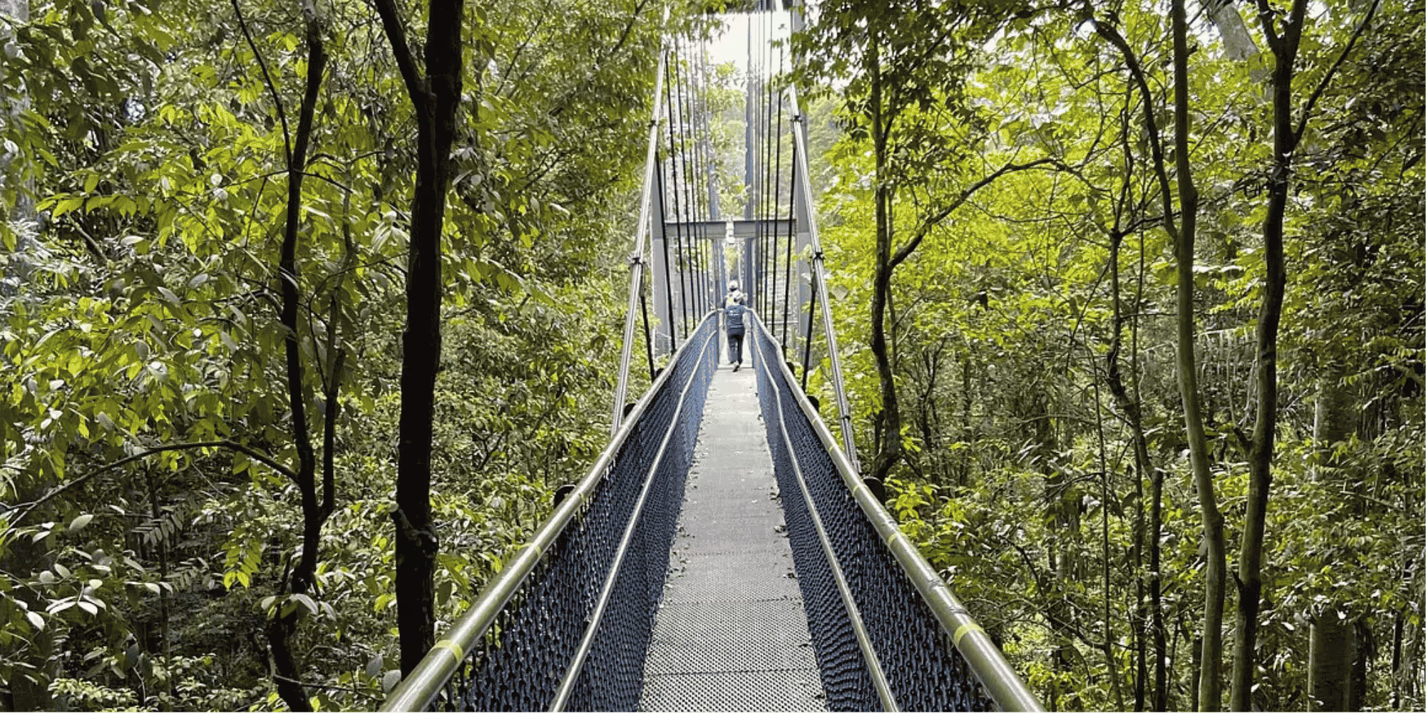 Canopy Walk