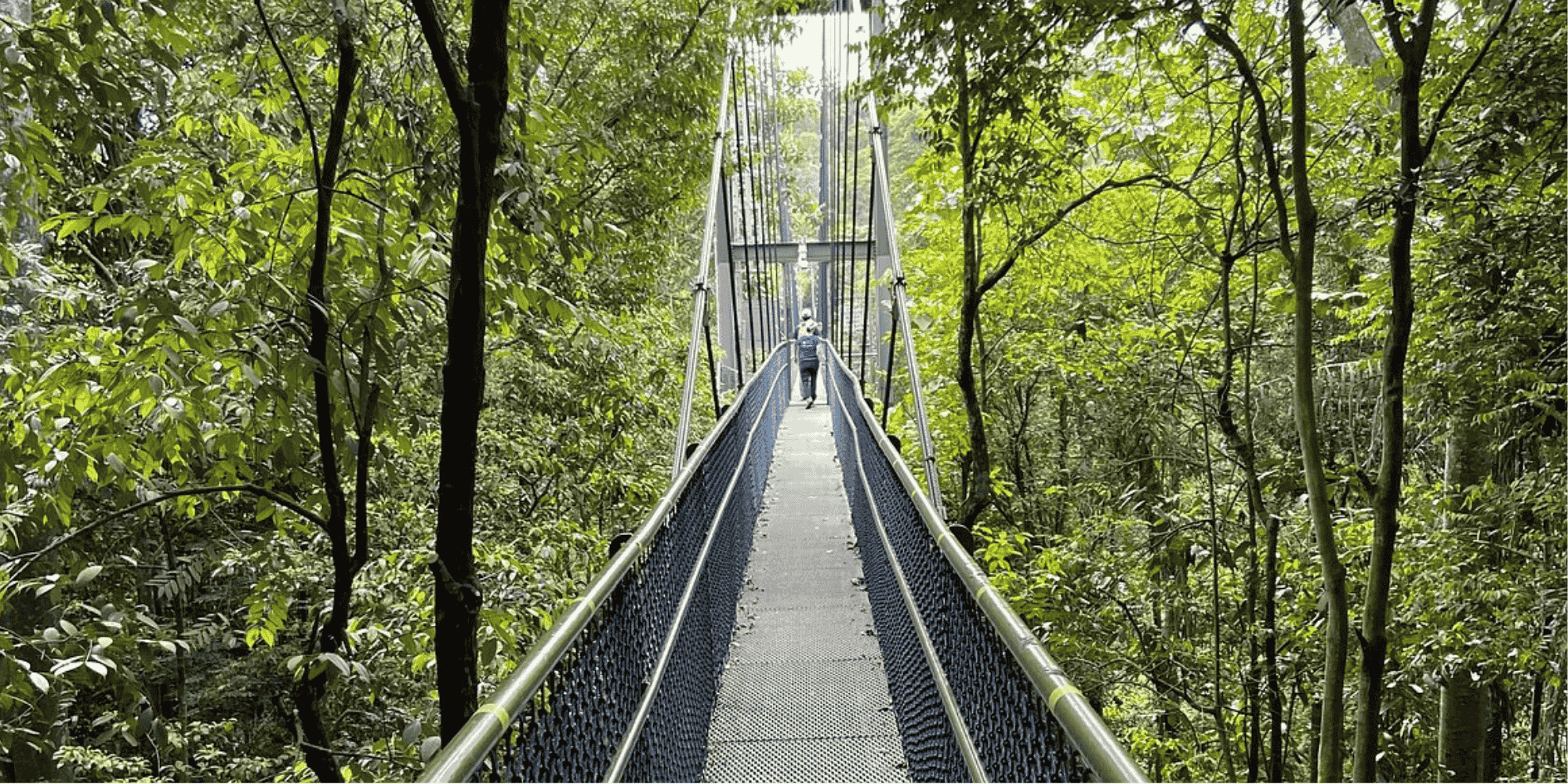 Canopy Walk