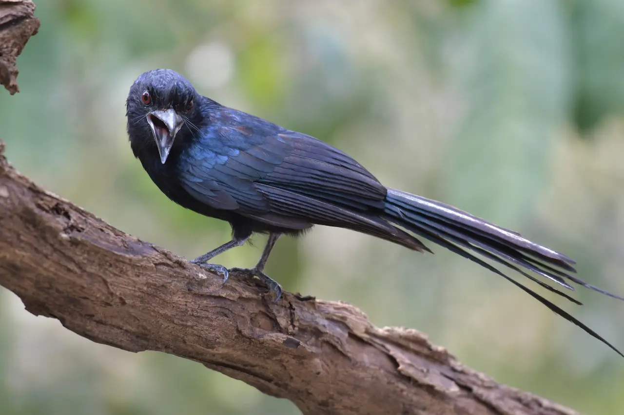 Greater Racket-tailed Drongos