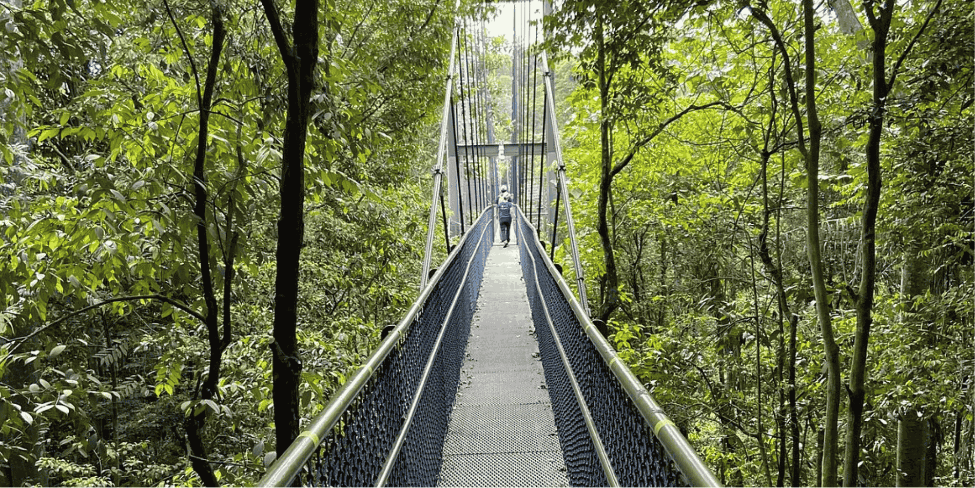 TreeTop Walk