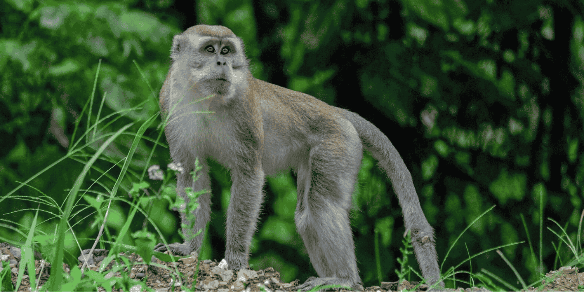 Long-tailed macaques