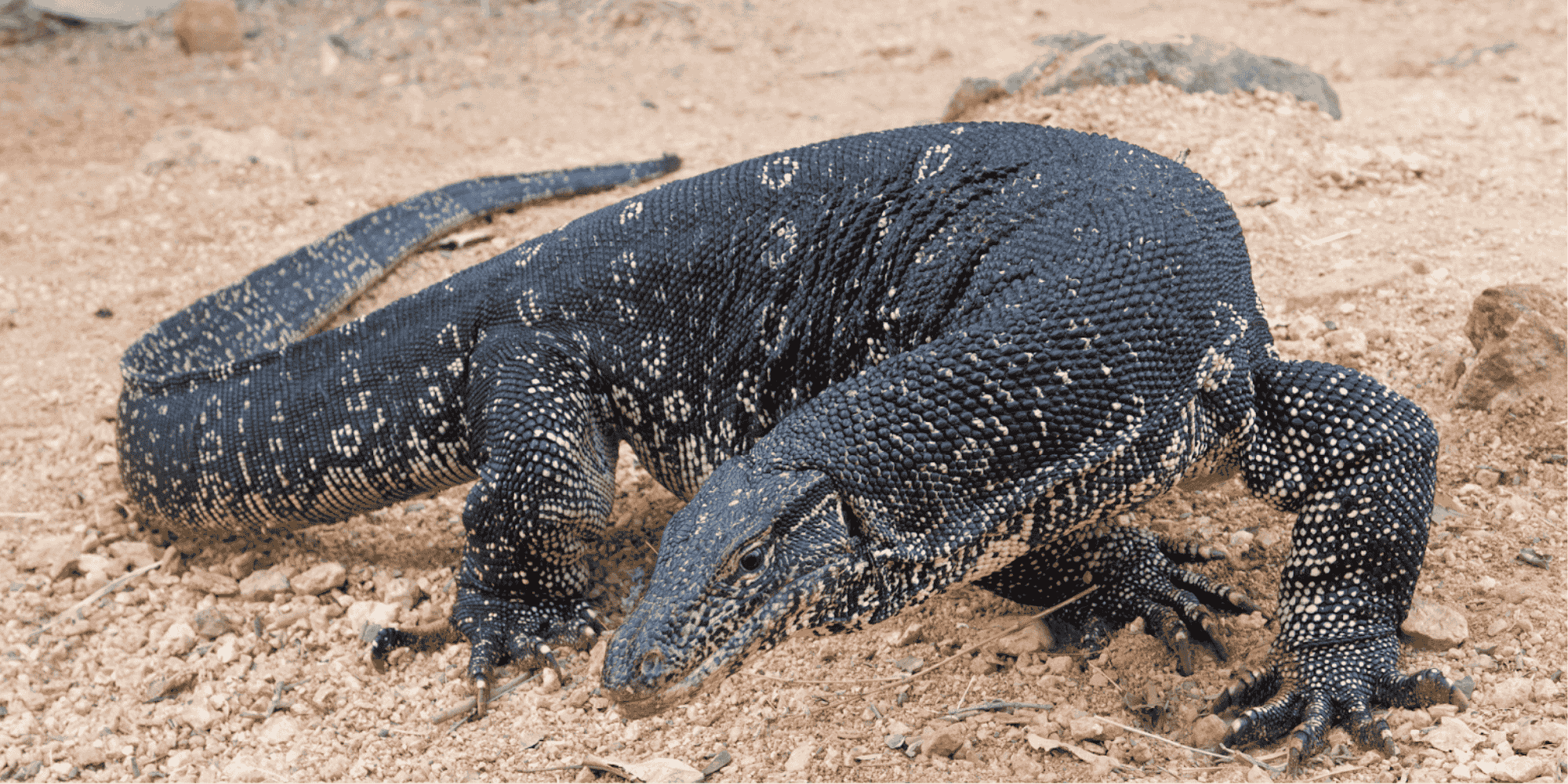 Monitor lizards