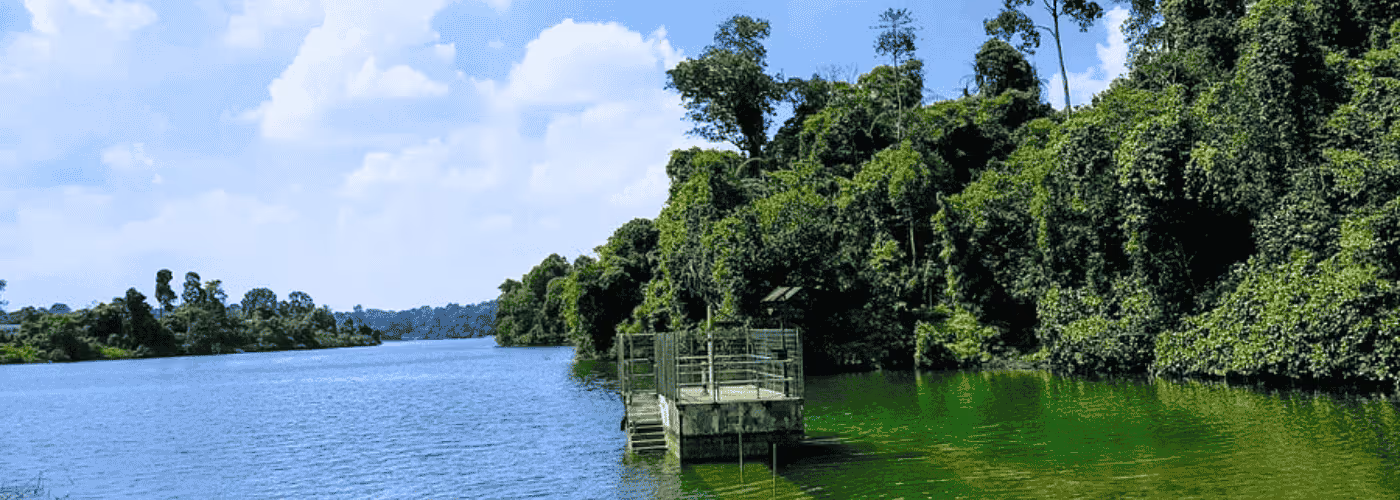 MacRitchie Reservoir: Amazing Experiences in Singapore