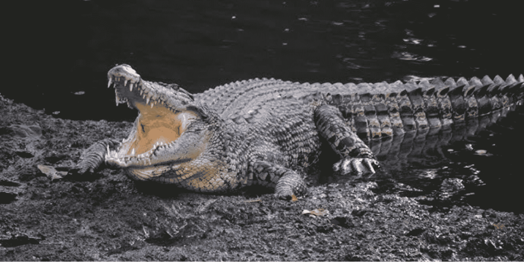 Saltwater Crocodiles