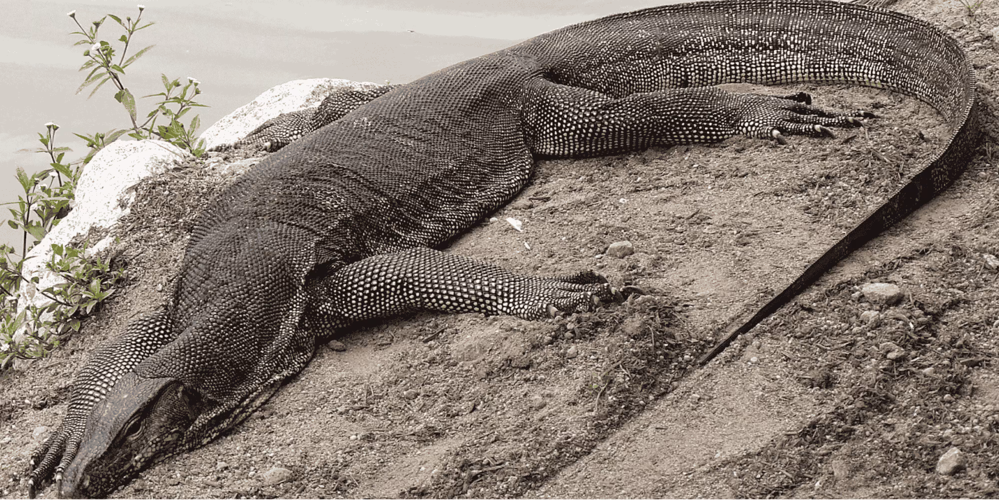Monitor Lizards