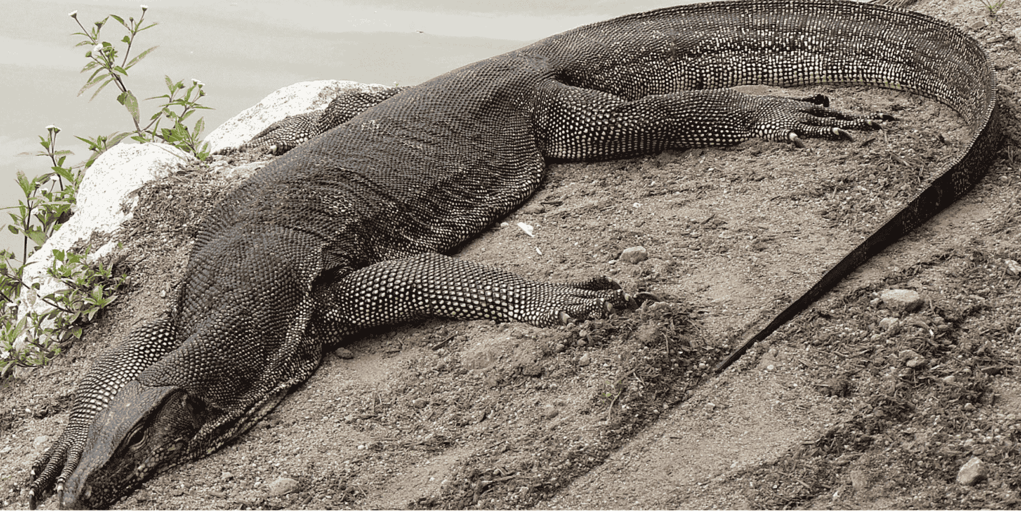 Monitor Lizards