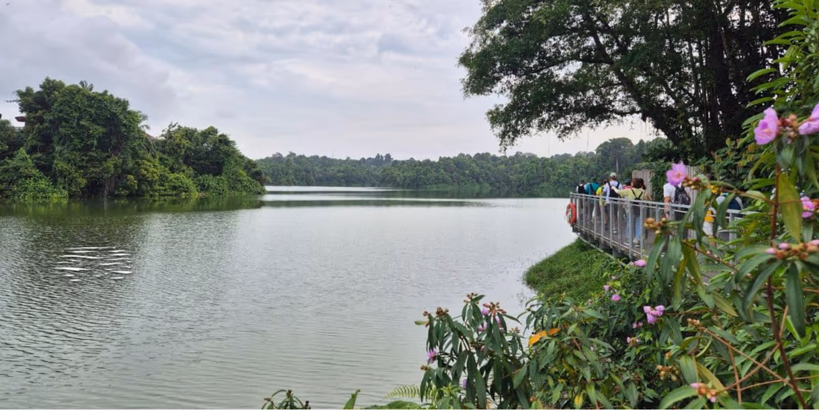 Mandai Boardwalk stunning view