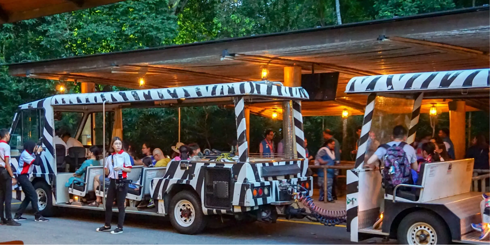 Tram Safari Experience