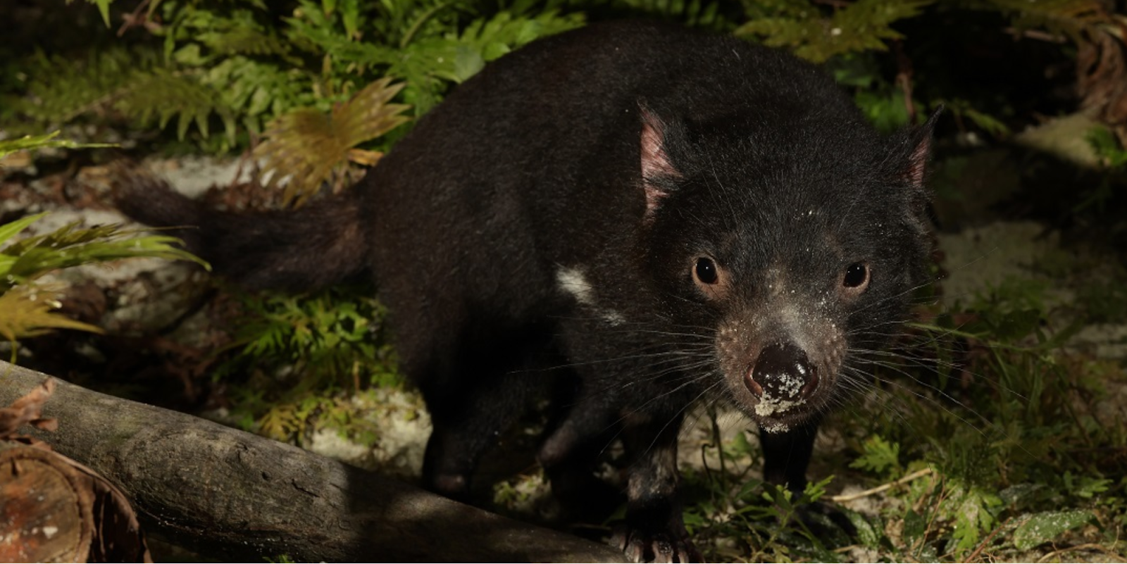 Tasmanian Devil Trail