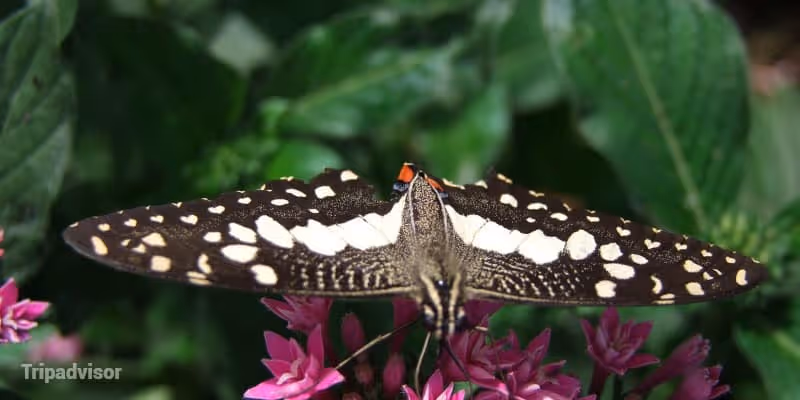 Reptiles & Insects