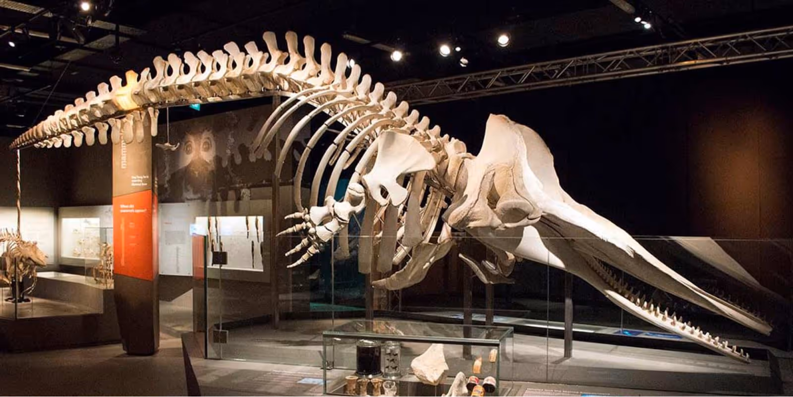 sperm whale skeleton