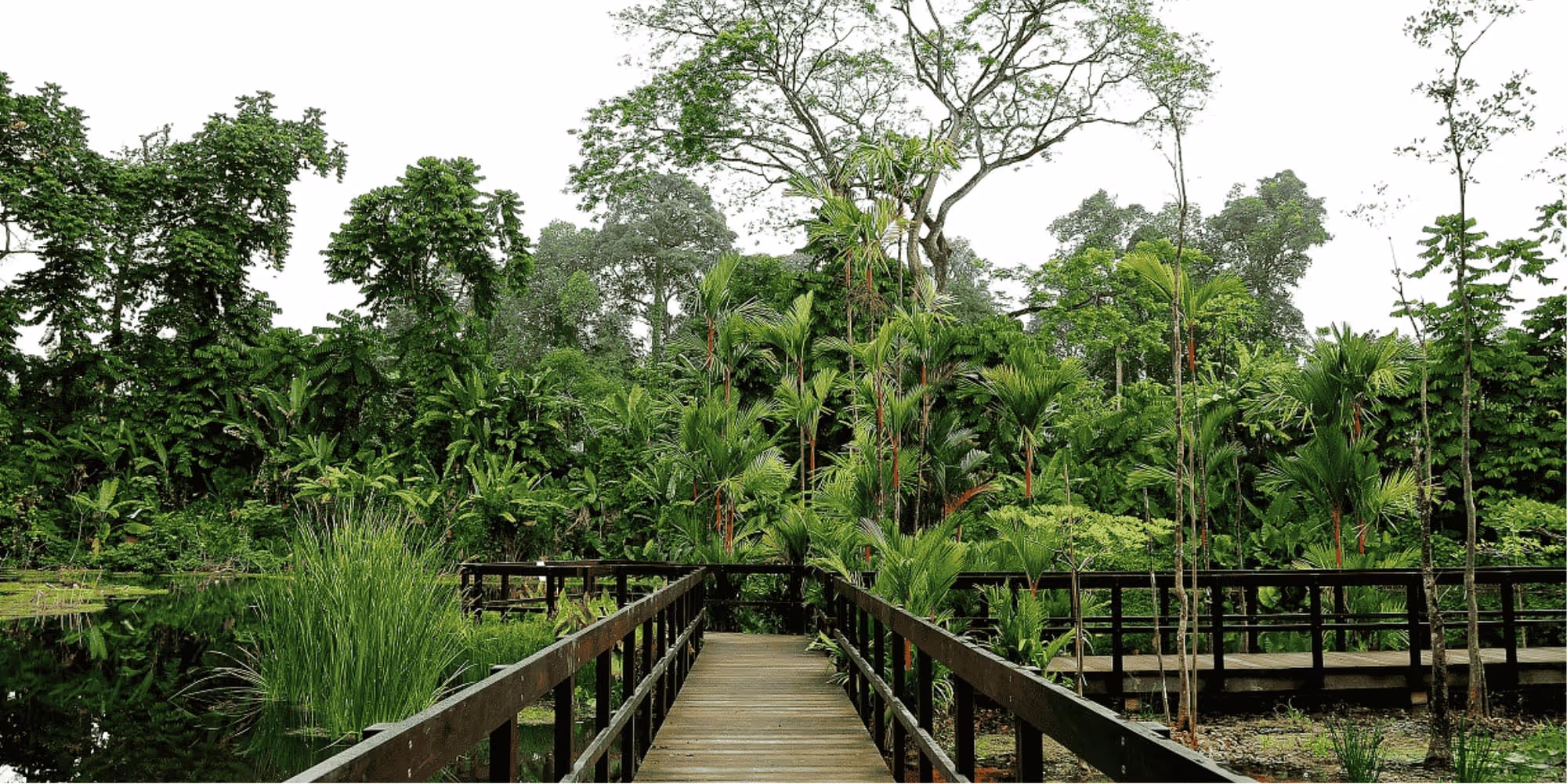 The Learning Forest