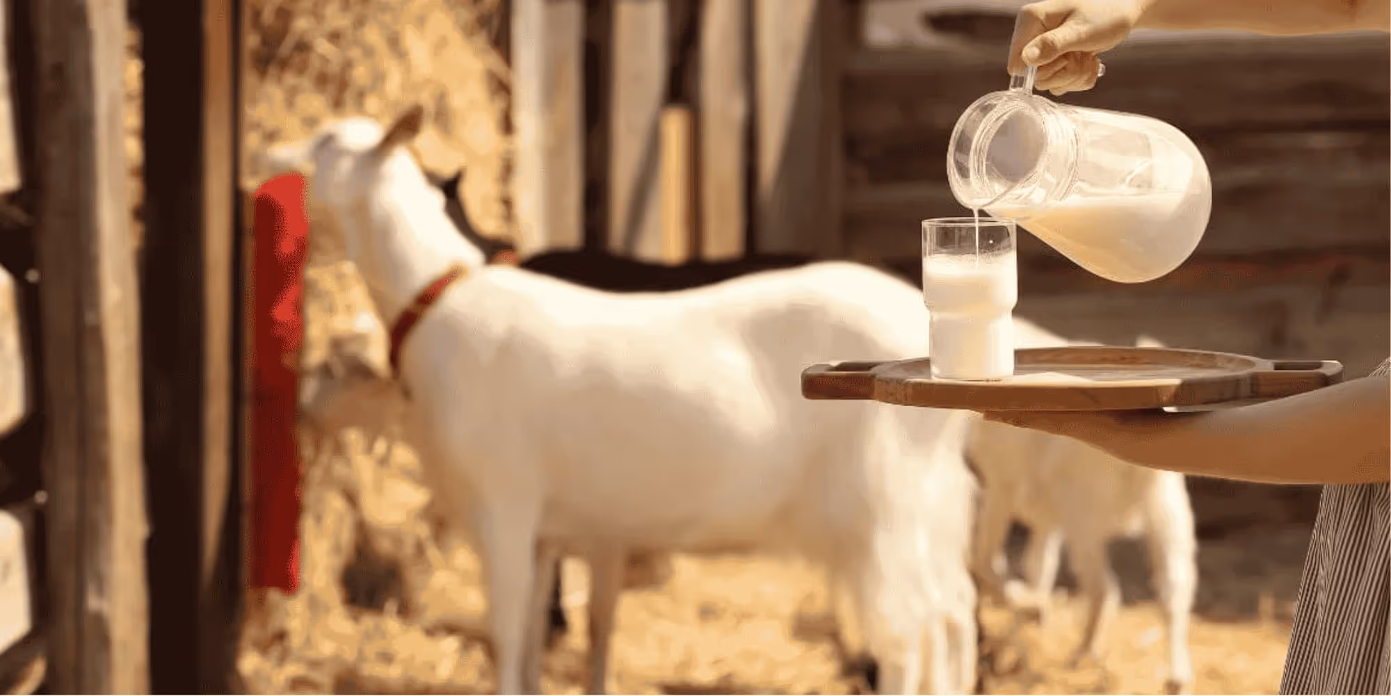 Fresh Goat Milk Tasting