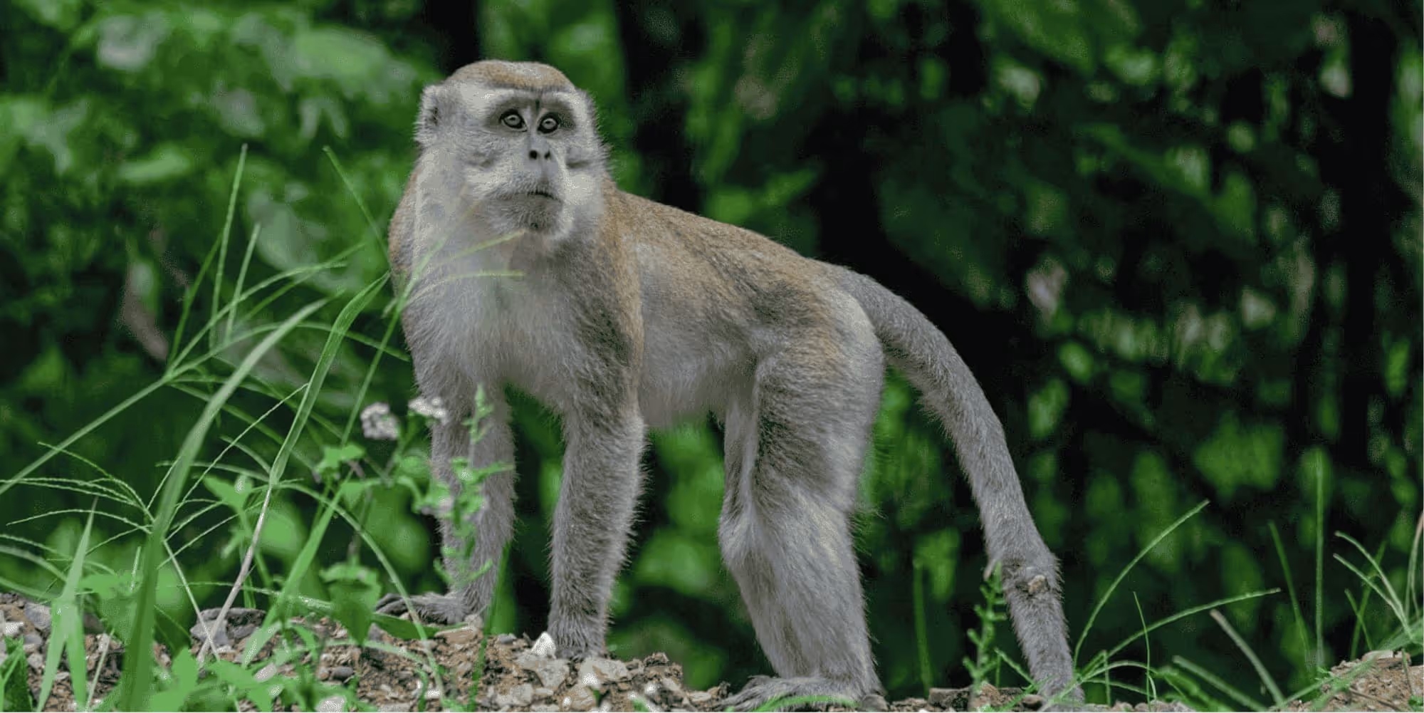 Long-tailed macaques