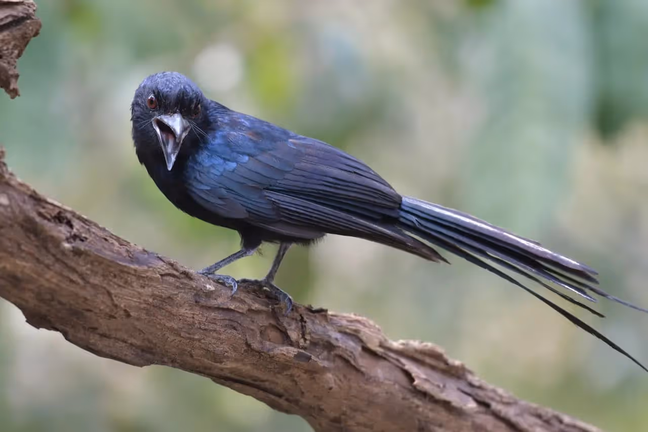Greater Racket-tailed Drongos