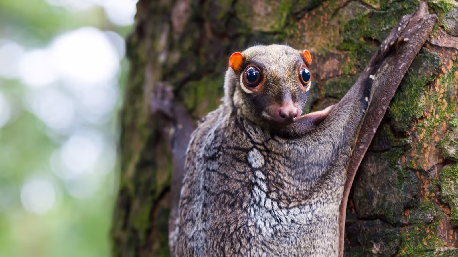Colugos