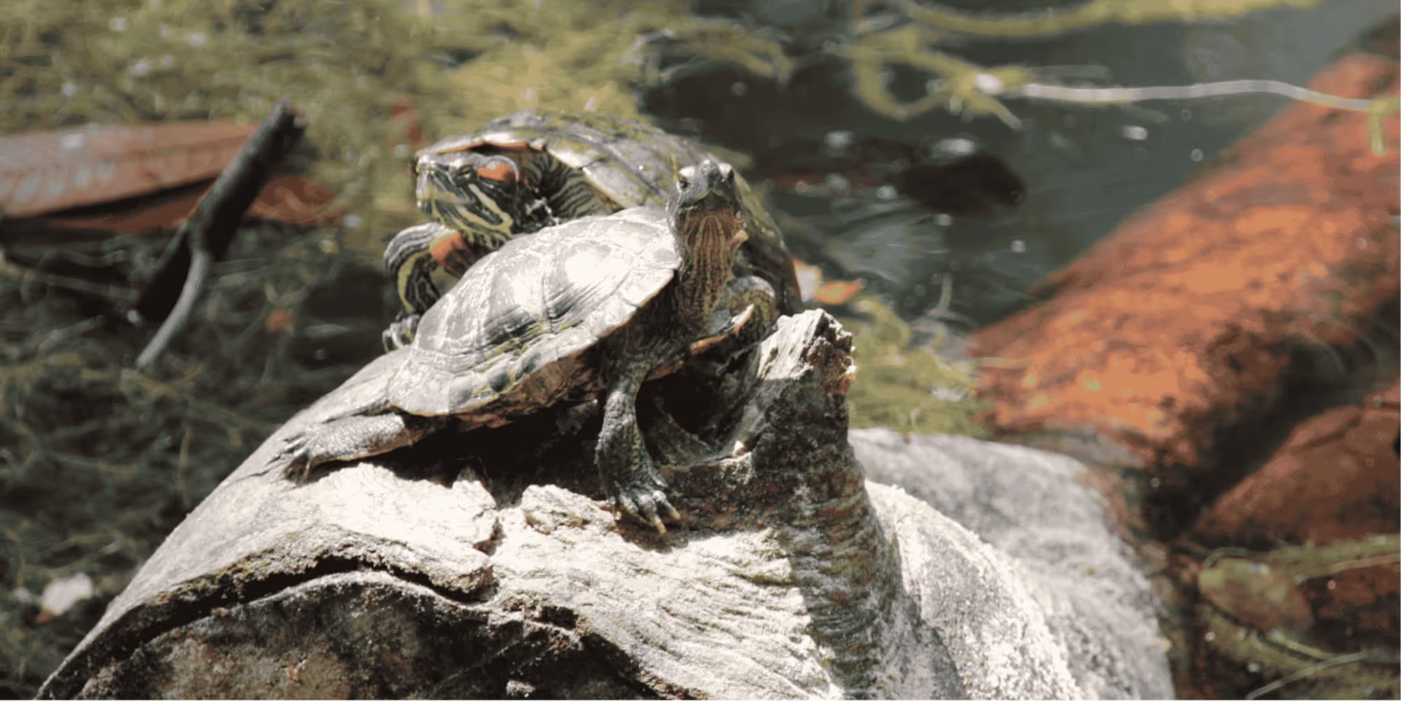 Turtles