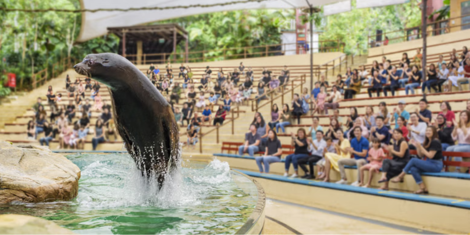 Splash Safari Show