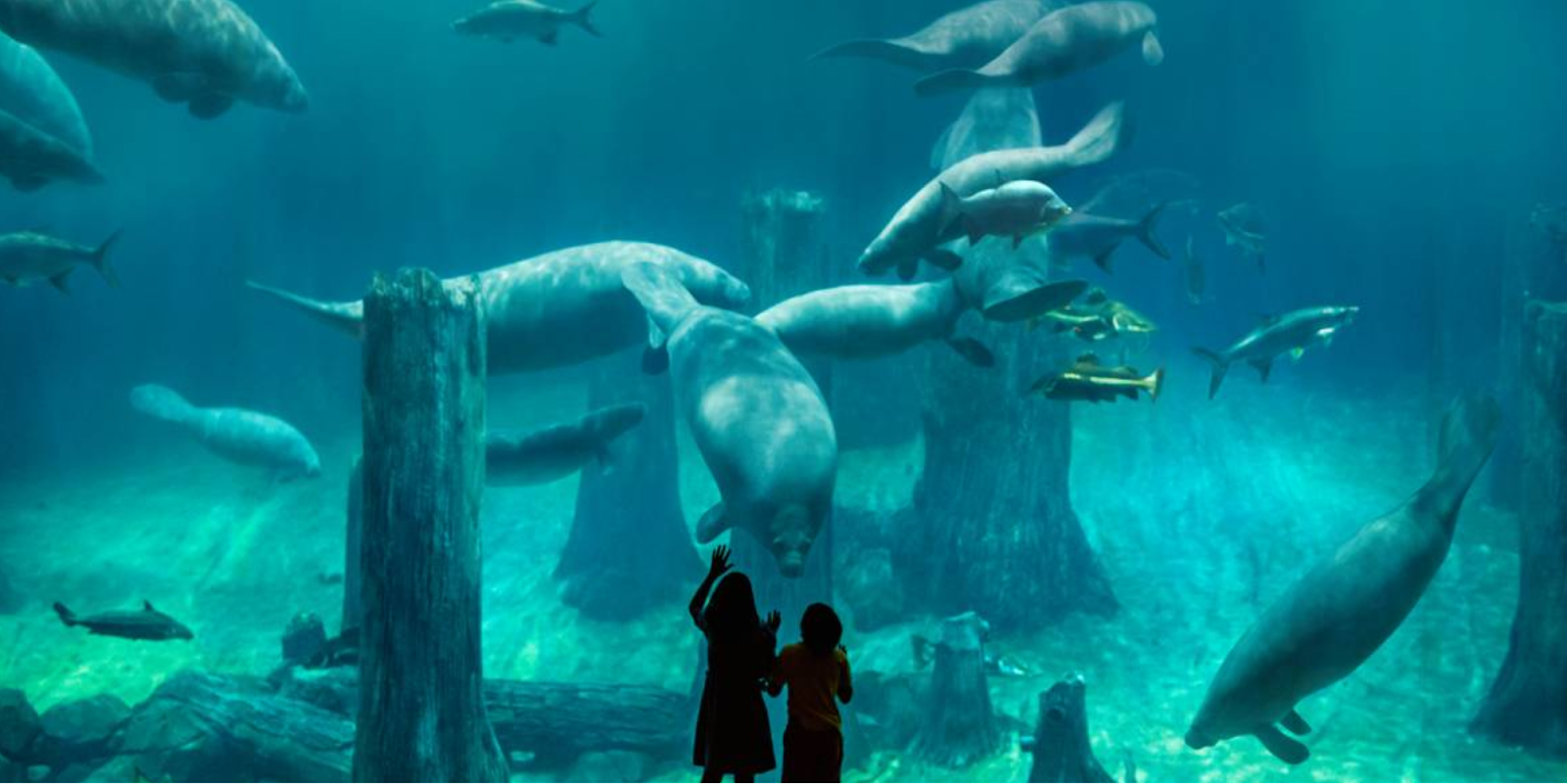 River Wonders