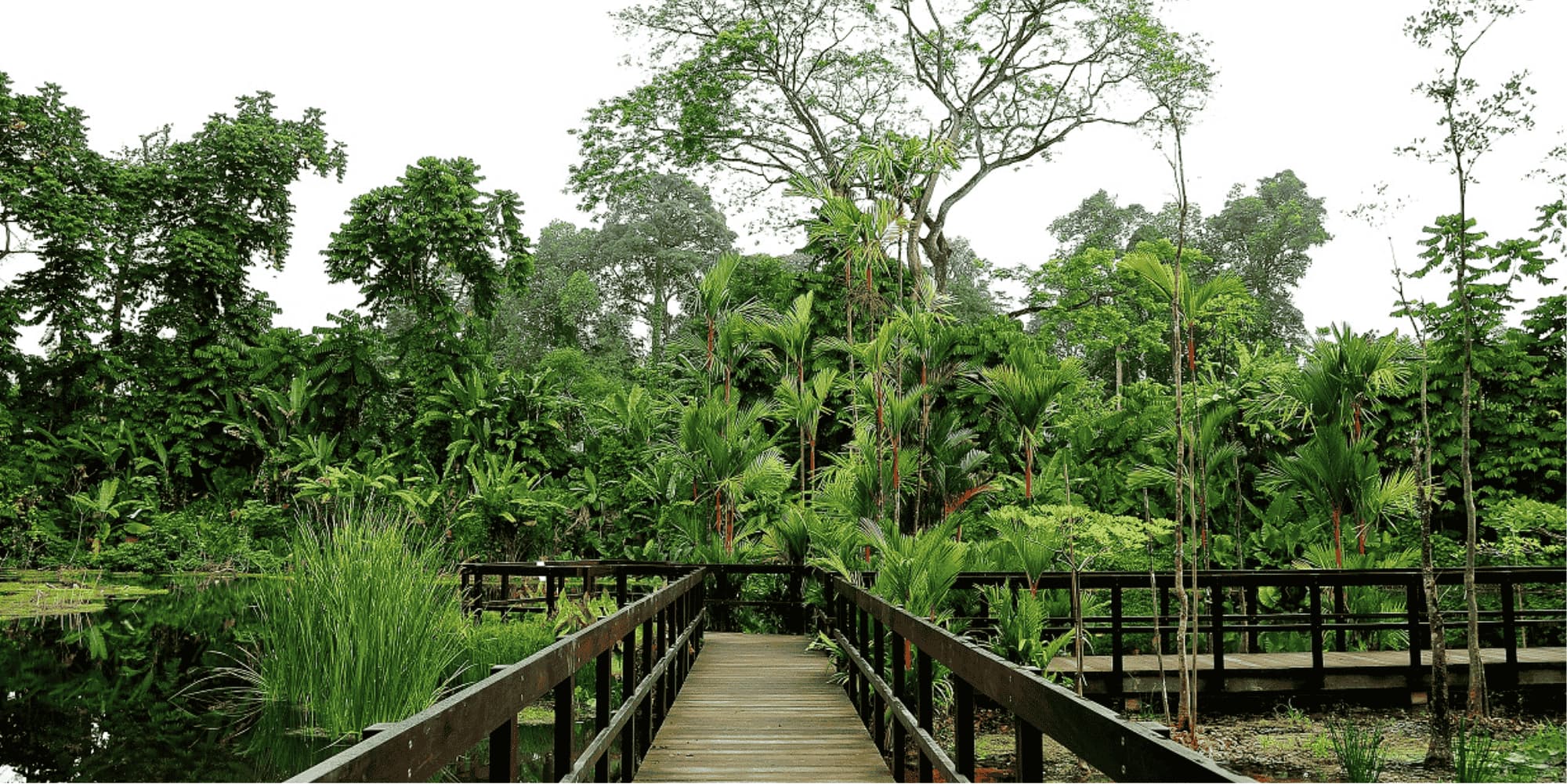The Learning Forest