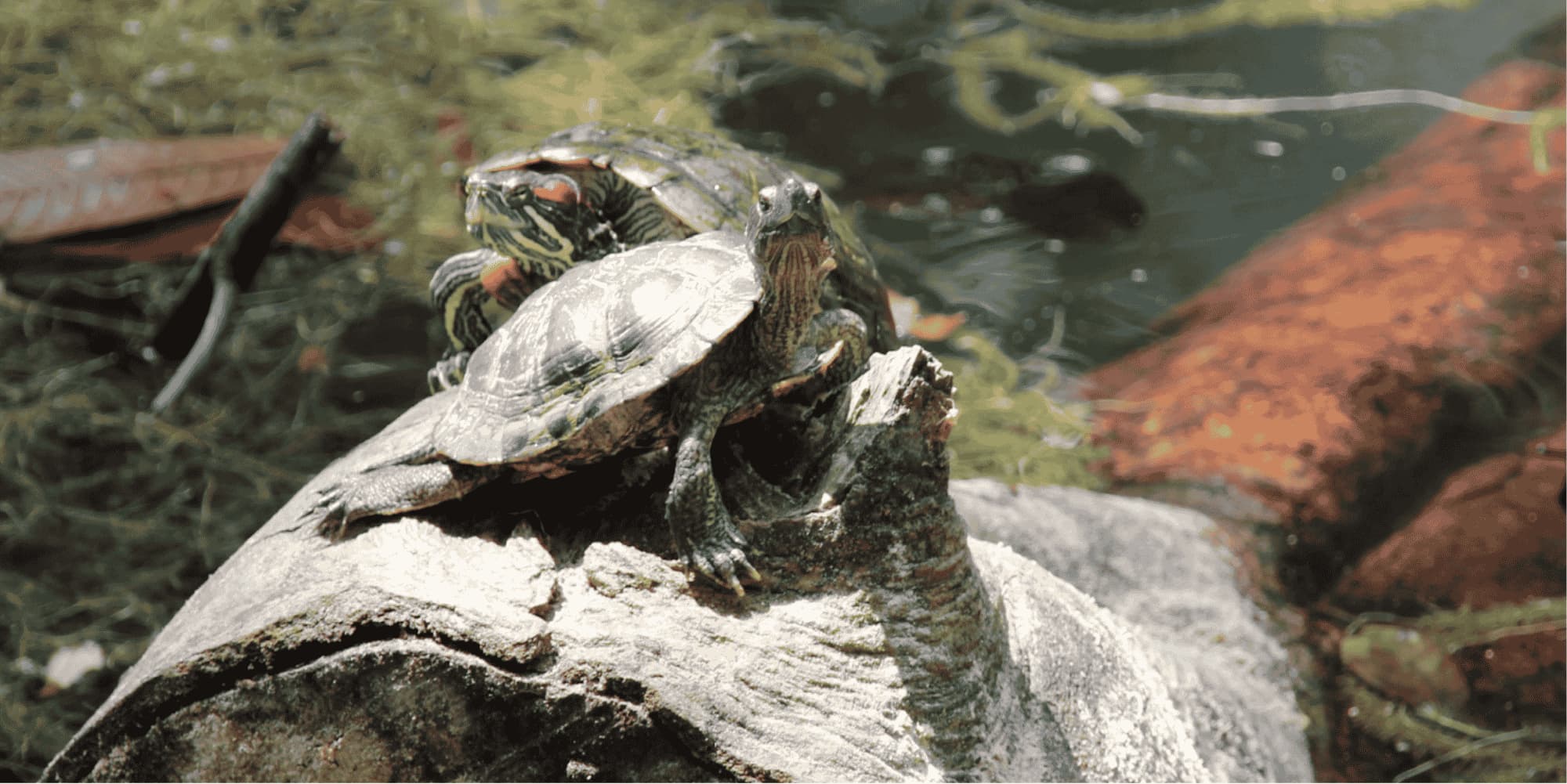 Turtles