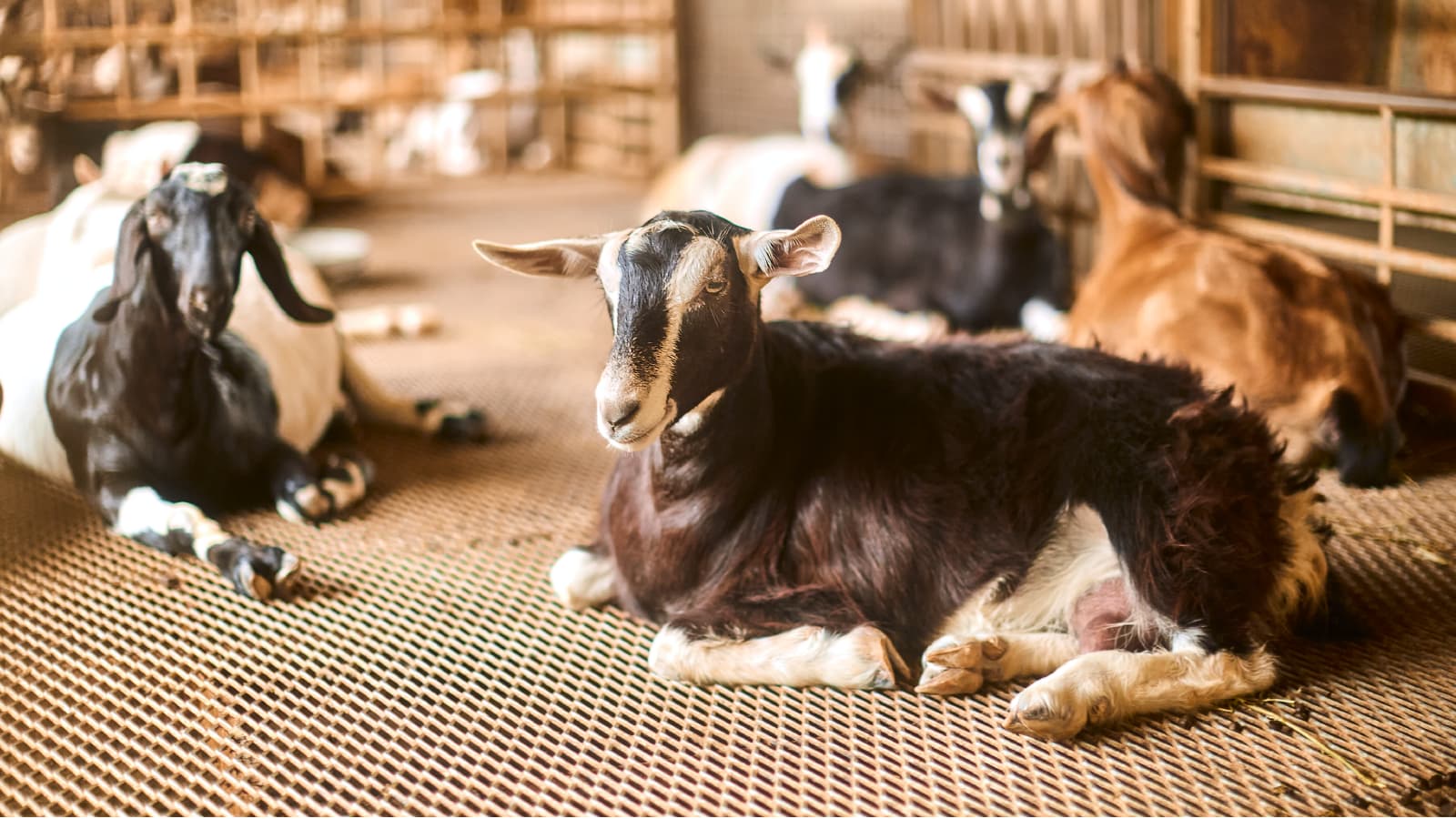 Hay Dairies Farm