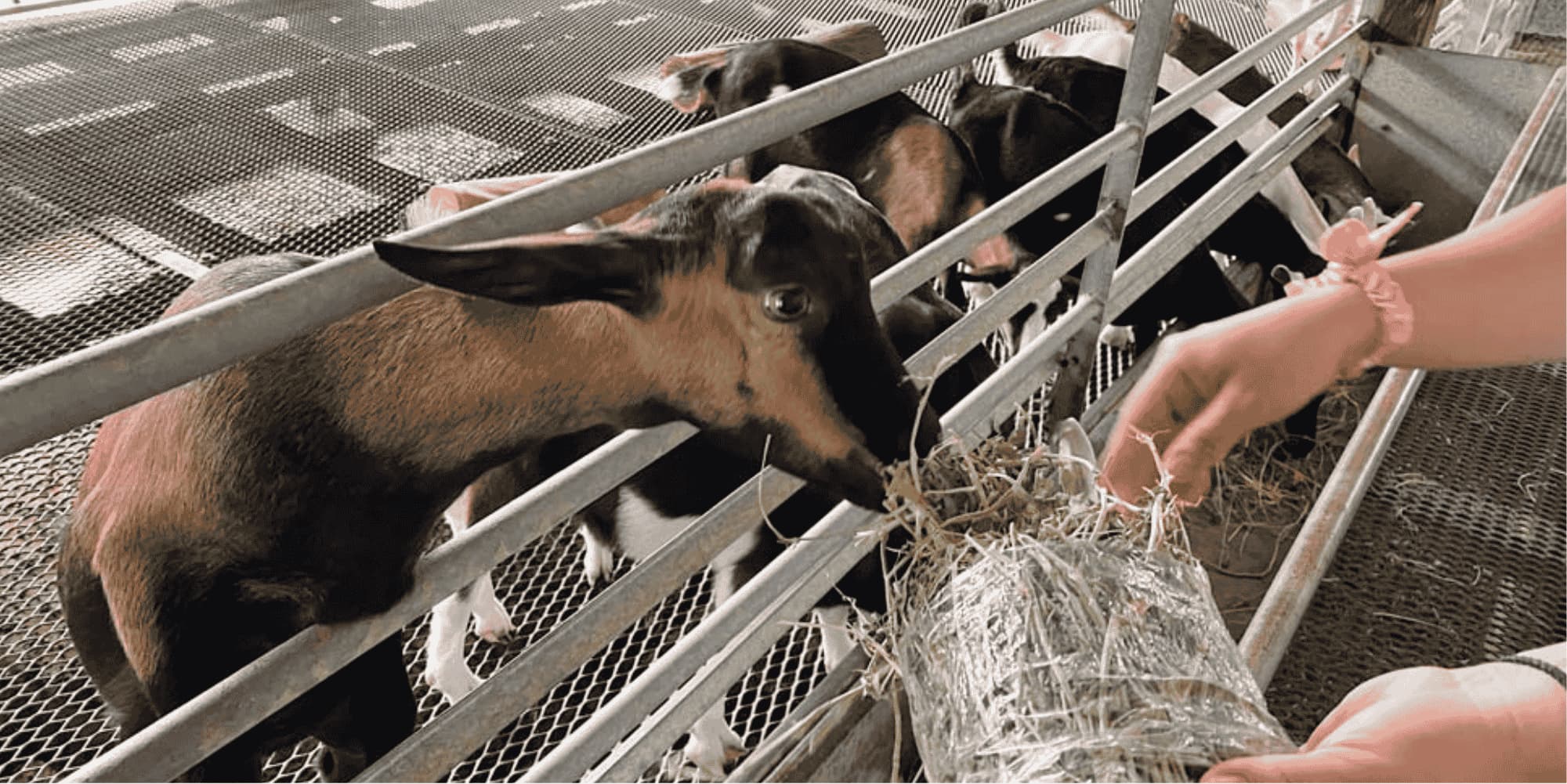 Feeding the Goats