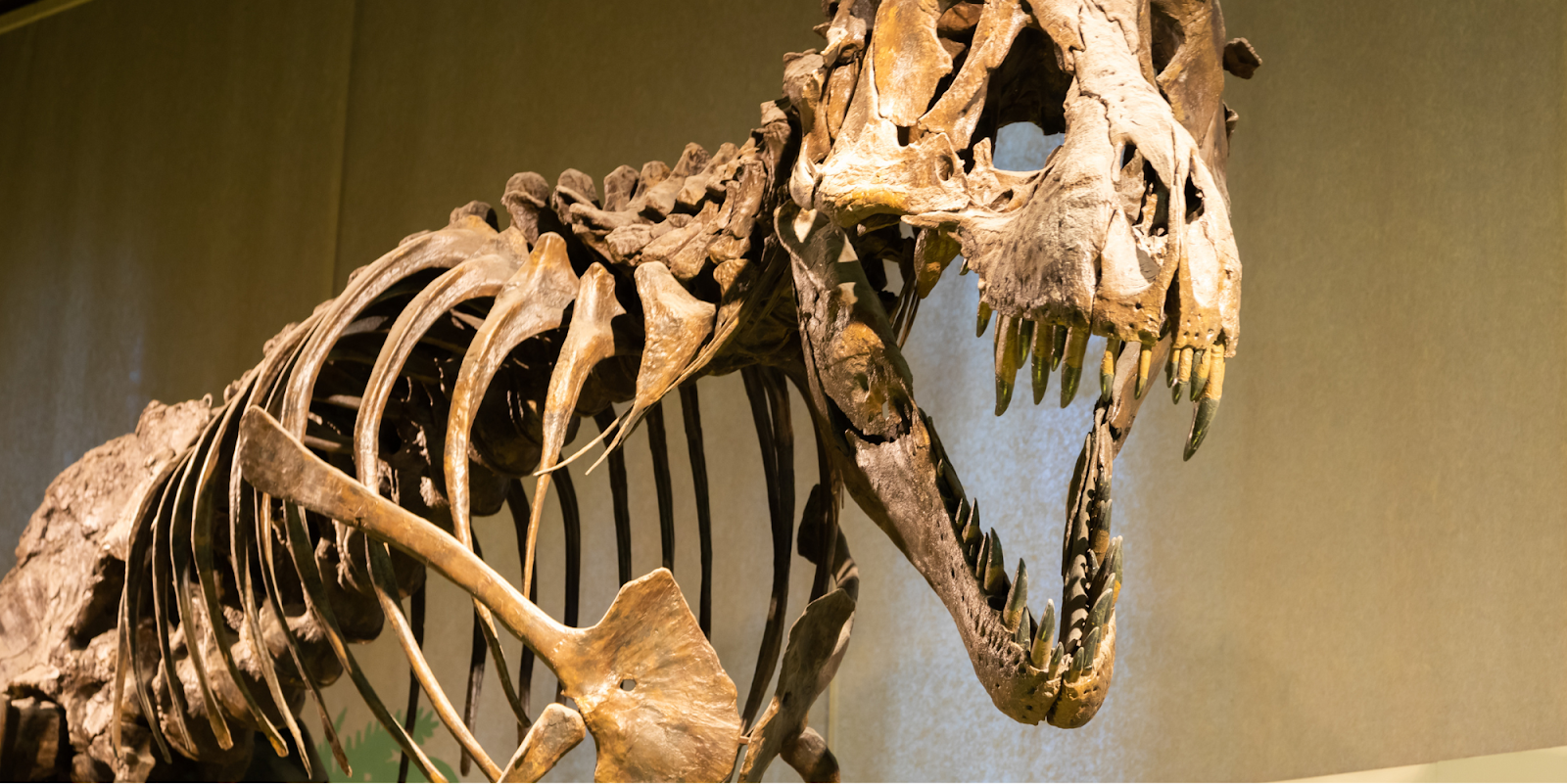 dinosur fossil