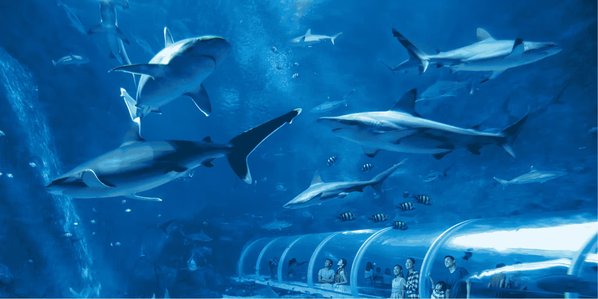 Ocean Wonders