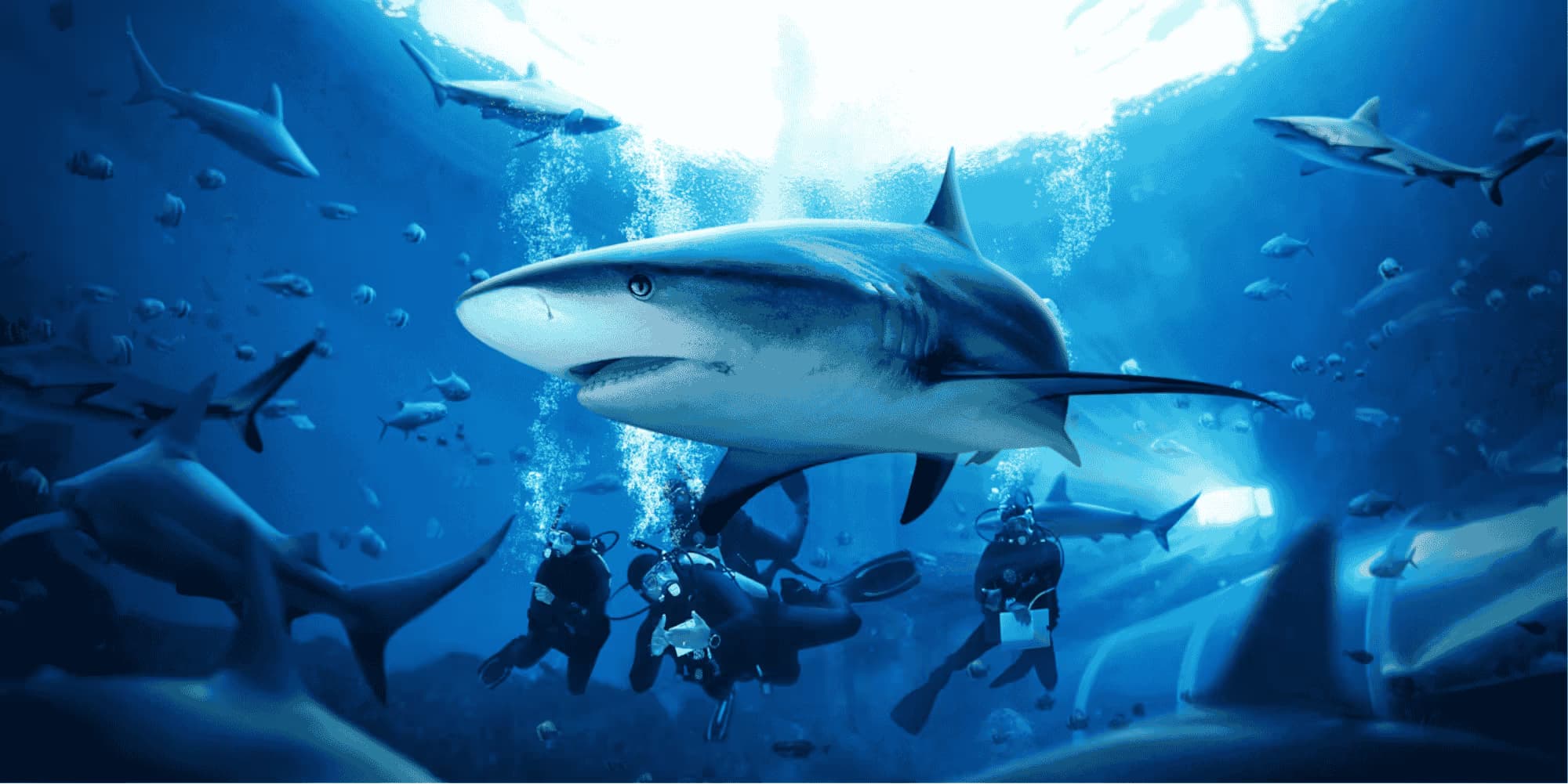 Shark Seas