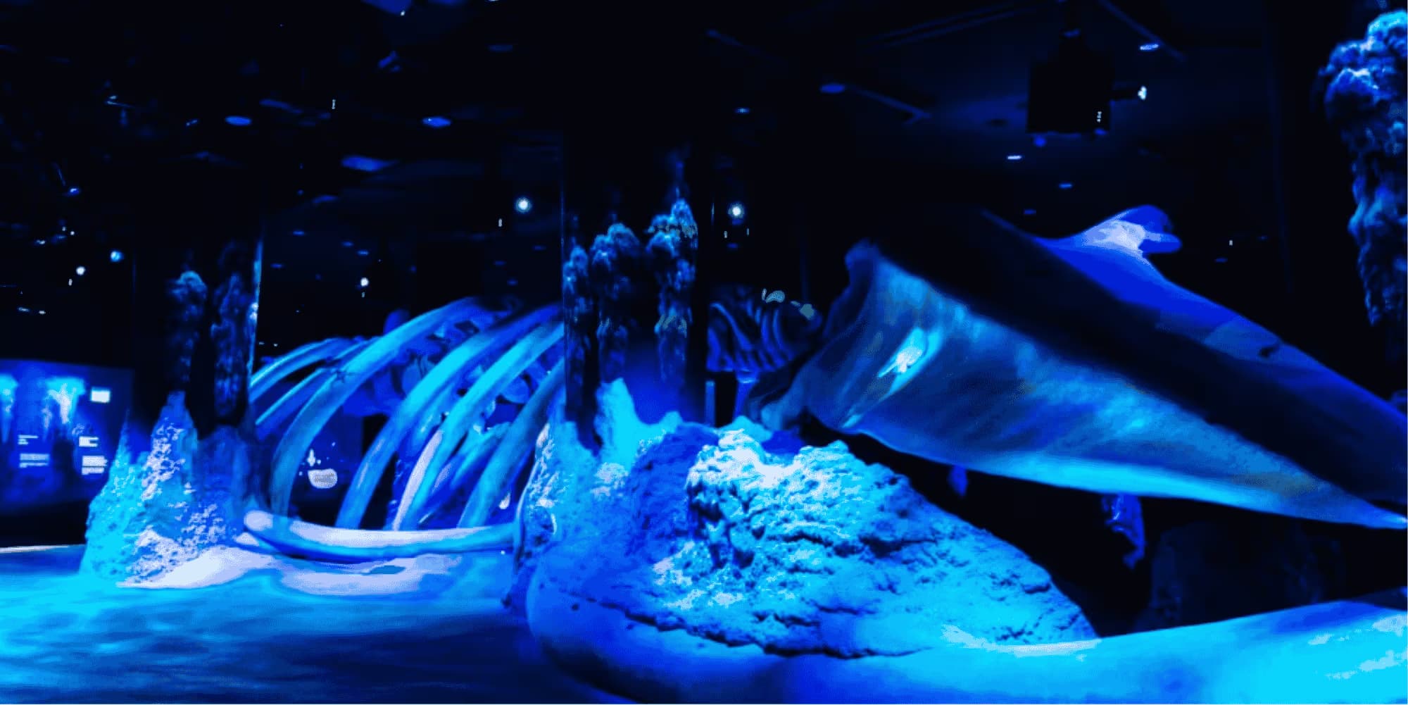 Whale Fall and Sea Mount
