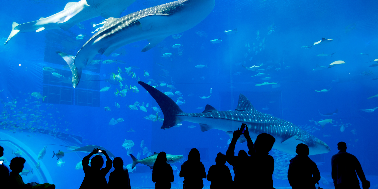 S.E.A. Aquarium