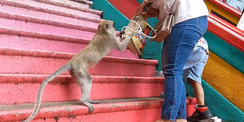 Mischievous Monkeys