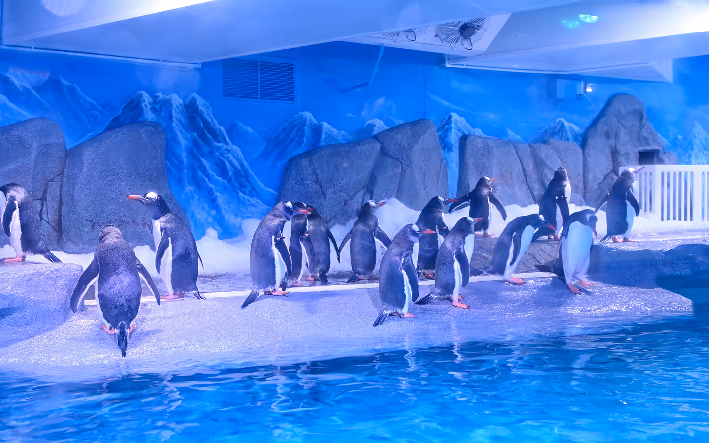 Penguin Ice Playground