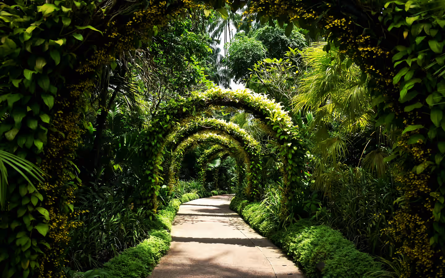 a path through a forest